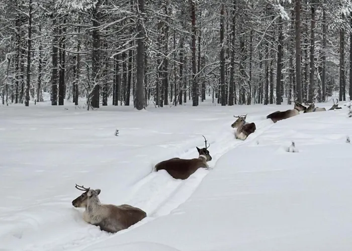 منتجع Aurora Queen Igloos ساريسيلكا